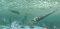 ordovician-graphic2.png